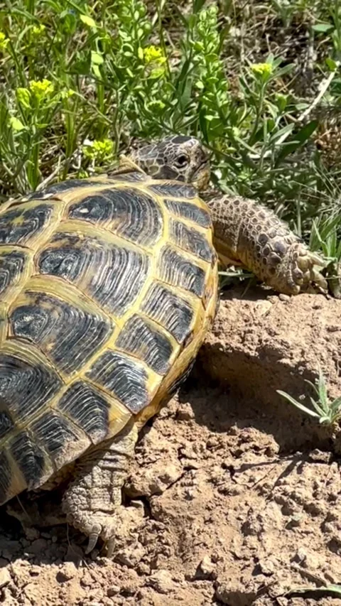 Land turtle is crawling in the steppe Stock Footage 306613534