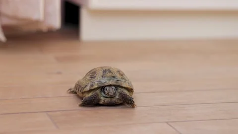 A land turtle crawls on the floor Stock Footage 242177499