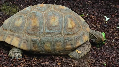 A land turtle eating Stock Footage 277424430