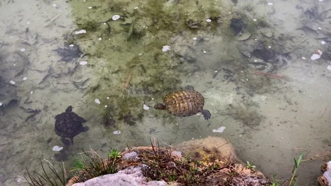 Land turtle Stock Footage 151806309