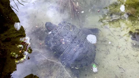 Land turtle Stock Footage 151806886