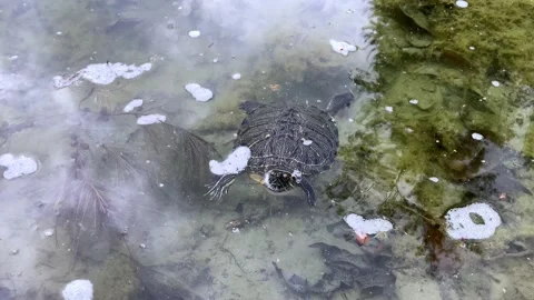 Land turtle Stock Footage 151806993