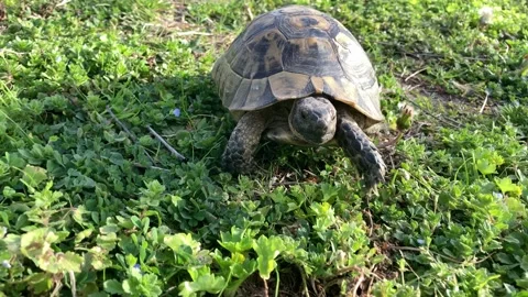 Land turtle Stock Footage 151810038