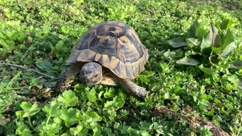 Land turtle Stock Footage 151810291