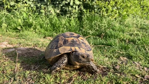 Land turtle Stock Footage 151810436