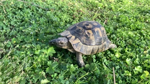 Land turtle Stock Footage 151810564