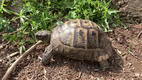 Land turtle Stock Footage 151837894