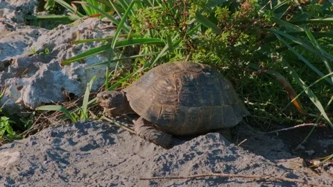 Land turtle Stock Footage 231925764