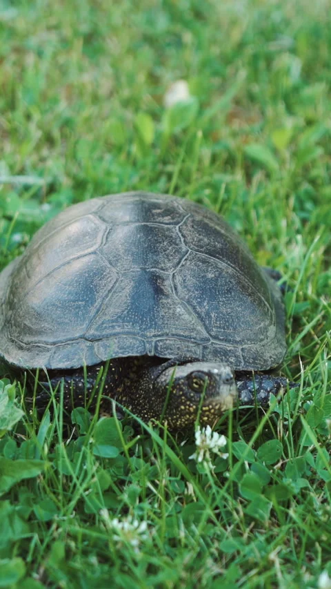 The land turtle in the grass. Stock Footage 302261201