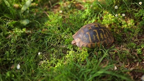 The land turtle in the grass. In Milocer park, near the island o Stock Footage 73851629