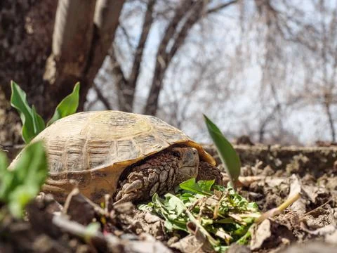 The land turtle hid in its shell. Fotos de archivo