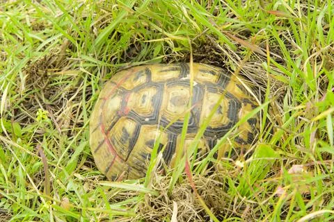 Land turtle hiding in the grass from predators Stock Photos