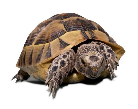 Land turtle isolated on white Stock Photos