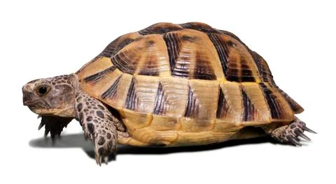 Land turtle isolated on white Stock Photos
