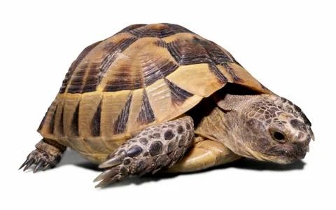 Land turtle isolated on white Stock Photos