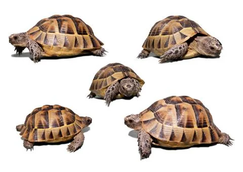 Land turtle isolated on white Stock Photos