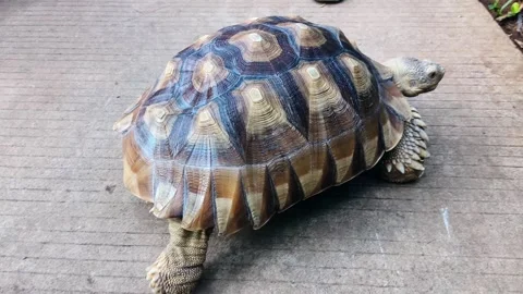 Land turtle in its natural environment. Cute turtle, Sulcata tortoise, Afri.. Stock Footage 295492171