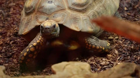A land turtle in motion Stock Footage 277462714
