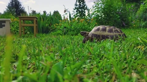Land turtle moving across a summer lawn. Vídeos de archivo 162833970