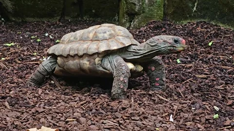 A land turtle moving Stock Footage 267447382