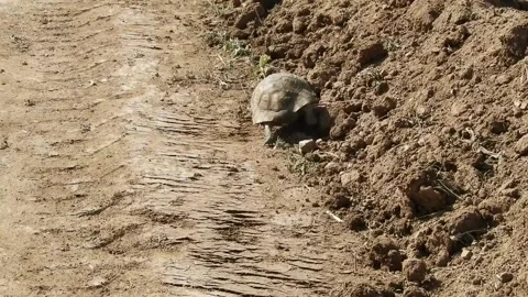 Land turtle, old turtle walking slowly, close-up turtle, Vídeo Stock 130541270