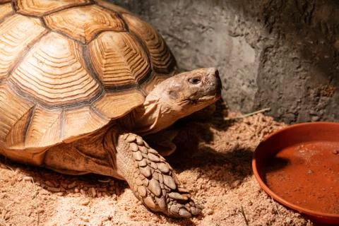 Land turtle Stock Photos