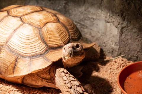 Land turtle Stock Photos