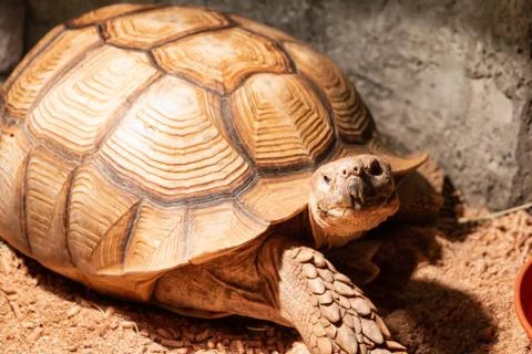 Land turtle Stock Photos