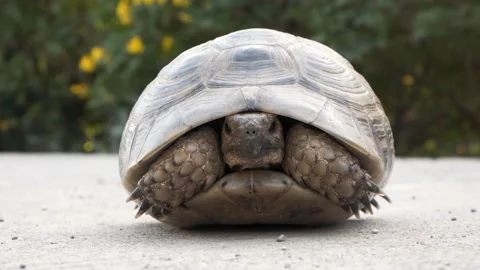 Land turtle slowly peeking from shell. Cute little green tortoise on concert Stock Footage 153417584