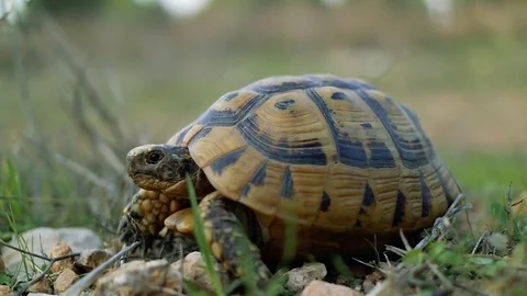 The land turtle in spring grass looking at the camera Vídeos de archivo 83956630