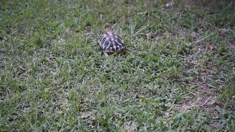 Land turtle walking on the grass Stock Footage 116542758
