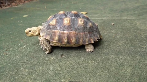 Land turtle is walking on the sidewalk Stockbeeldmateriaal 110897749