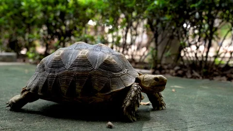 Land turtle is walking on the sidewalk Stock Footage 110970051