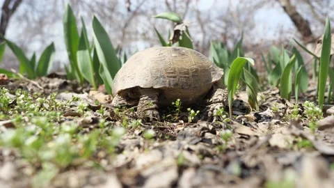 A land turtle is walking on the spring grass. Stock Footage 151967619