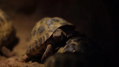 Land turtles are in a cave. Several turtles are looking for food and mating. Stock Footage 309225563