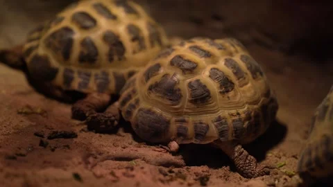 Land turtles are in a cave. Several turtles are looking for food and mating. Stock Footage 309225580