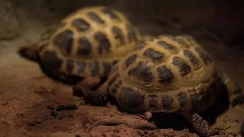 Land turtles are in a cave. Several turtles are looking for food and mating. Stock Footage 309228721