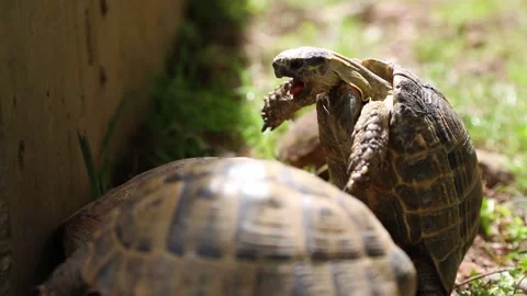 Land turtles mating in a garden Stock Footage 209917108