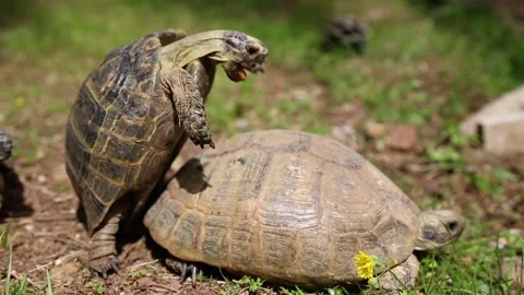 Land turtles mating in a garden Stock Footage 209917109