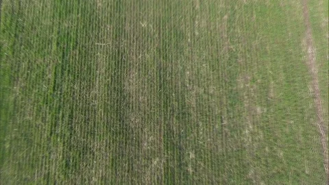 Land on a wheat field Stock Footage 107192419