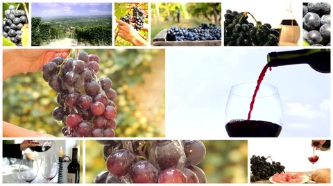 Land of wine collage Video stock 41392653