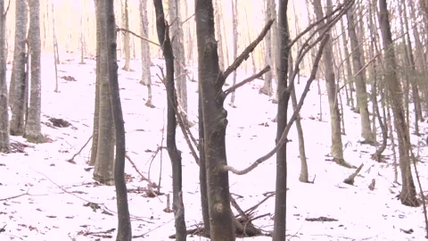 The Land of Winter 스톡 동영상 137642281