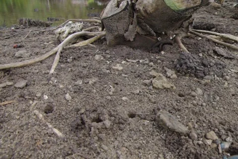 LandCrabs1 Stock Footage 169810820