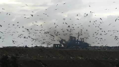 Landfill 스톡 동영상 134487472