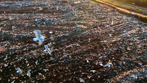 Landfill with garbage disposal. Stock Footage 219865175