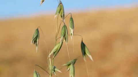 Landfill reclamation. Stock Footage 165343747