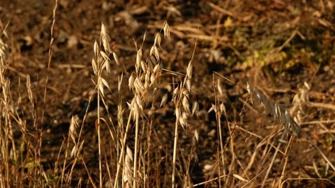 Landfill reclamation. Stock Footage 165343846