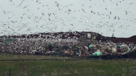 Landfill site in action Video stock 10719660
