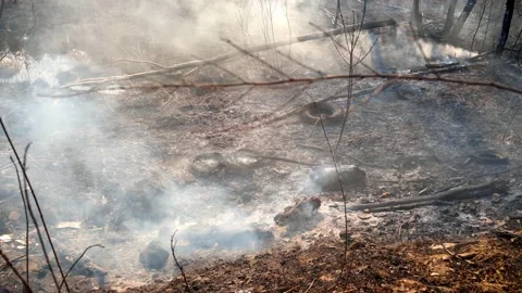 Landfills and forest fires - the consequences of human activity Stock Footage 144877602