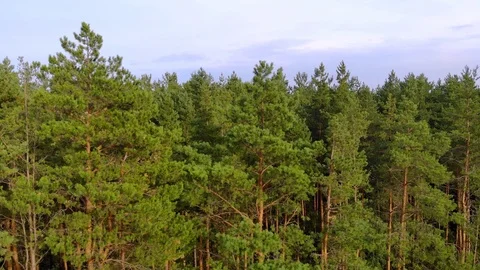 Landing alongside Pine Thicket from Drone Perspective Stock Footage 95761238